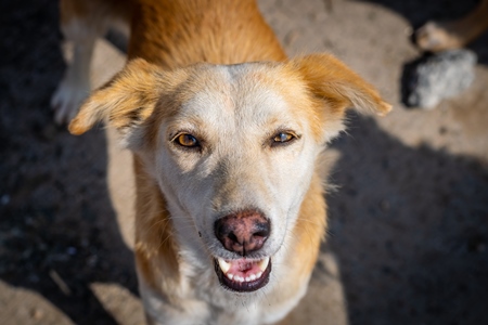 Face of Indian street or stray dog looking up at camera in urban city in India