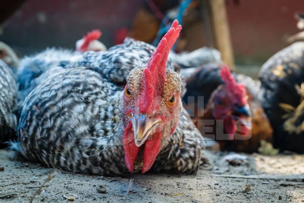 Chickens tied up on the ground on sale at a market