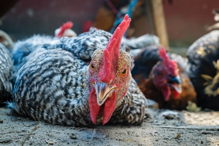 Chickens tied up on the ground on sale at a market