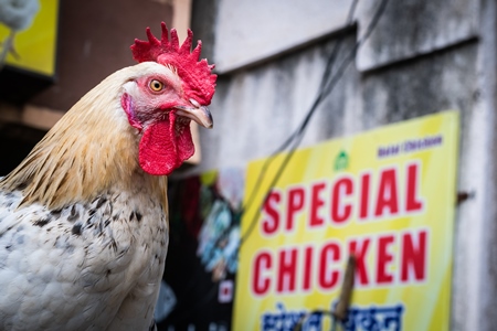 Rooster or cockerel chicken tied up outside chicken meat poultry shop in urban city in Maharashtra, India, 2021