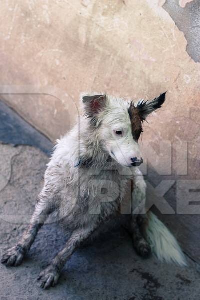 White fluffy and dirty street dog sitting