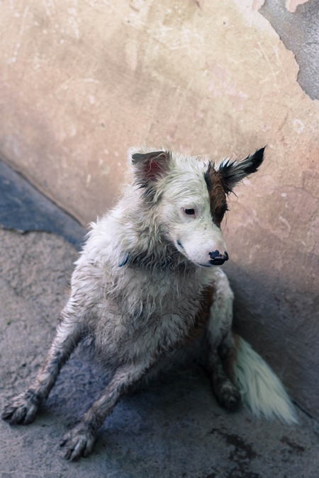 White fluffy and dirty street dog sitting