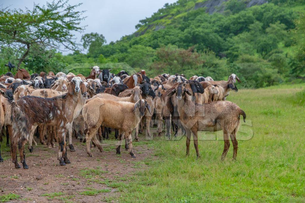 Herd of Indian goats and sheep grazing in a green field in Maharashtra in India