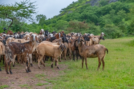 Herd of Indian goats and sheep grazing in a green field in Maharashtra in India