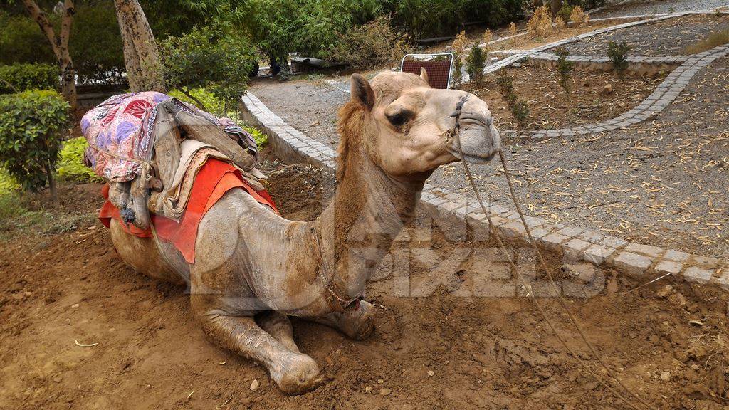 Camel with saddle sitting on side of road