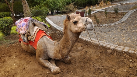 Camel with saddle sitting on side of road