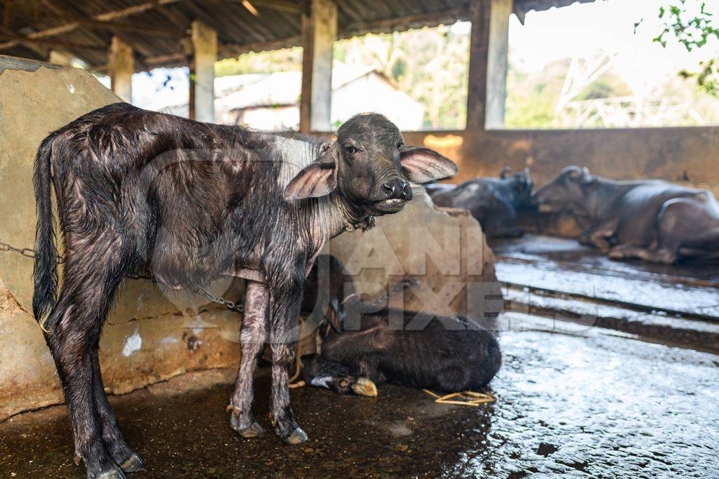 Indian buffalo calf tied up away from the mother in a concrete shed on an urban dairy farm or tabela, Aarey milk colony, Mumbai, India, 2023