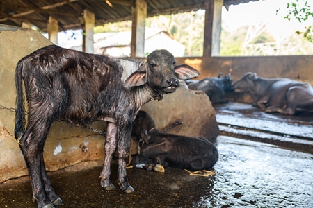 Indian buffalo calf tied up away from the mother in a concrete shed on an urban dairy farm or tabela, Aarey milk colony, Mumbai, India, 2023