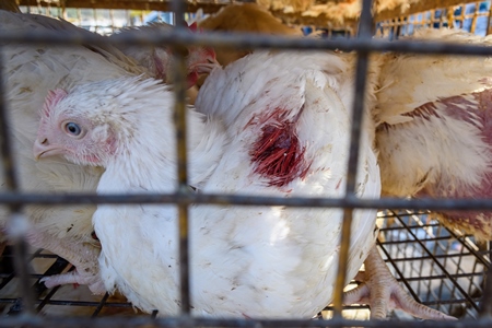 Indian broiler chicken with injury in cage at Ghazipur murga mandi, Ghazipur, Delhi, India, 2022