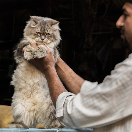 Pedigree breed Persian grey kitten in cage on sale at Crawford pet market