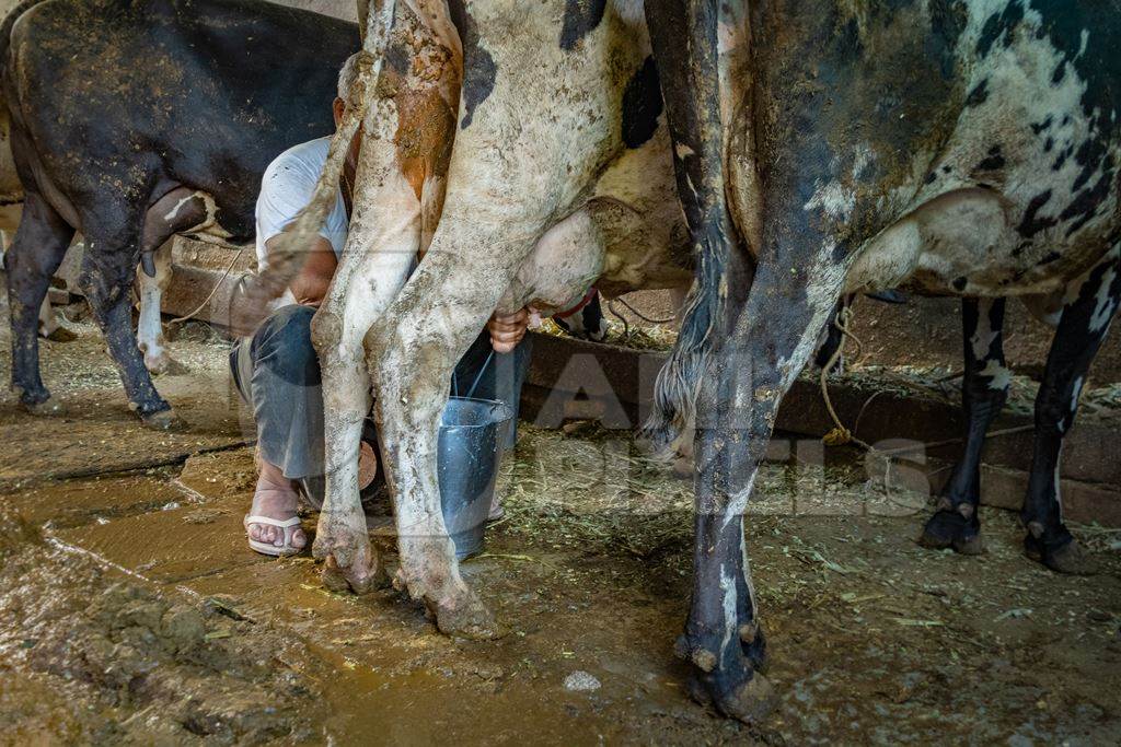 Man milking Indian cow by hand in a milk bucket in dirty urban dairy farm in city in Maharashtra in India