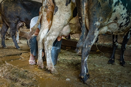 Man milking Indian cow by hand in a milk bucket in dirty urban dairy farm in city in Maharashtra in India