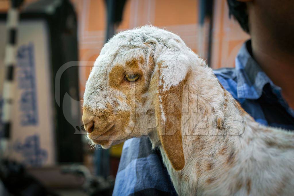 Boy holding small cute baby goat in the city of Jaipur with orange background