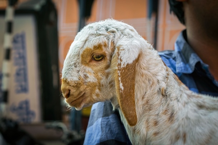 Boy holding small cute baby goat in the city of Jaipur with orange background