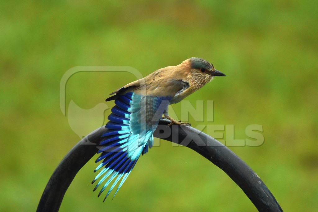 Colourful wild blue Indian roller bird with green background, India