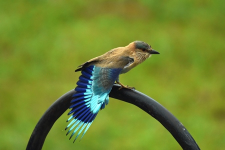 Colourful wild blue Indian roller bird with green background, India