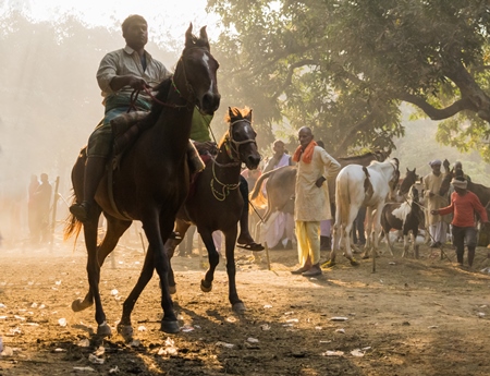 Horses being ridden for horse racing with spectators watching the races at Sonepur cattle fair