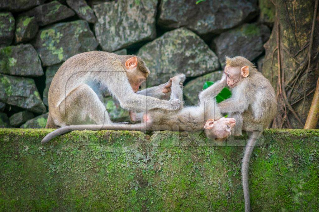 Three cute macaque monkeys sitting on a green wall grooming each other with stone wall background