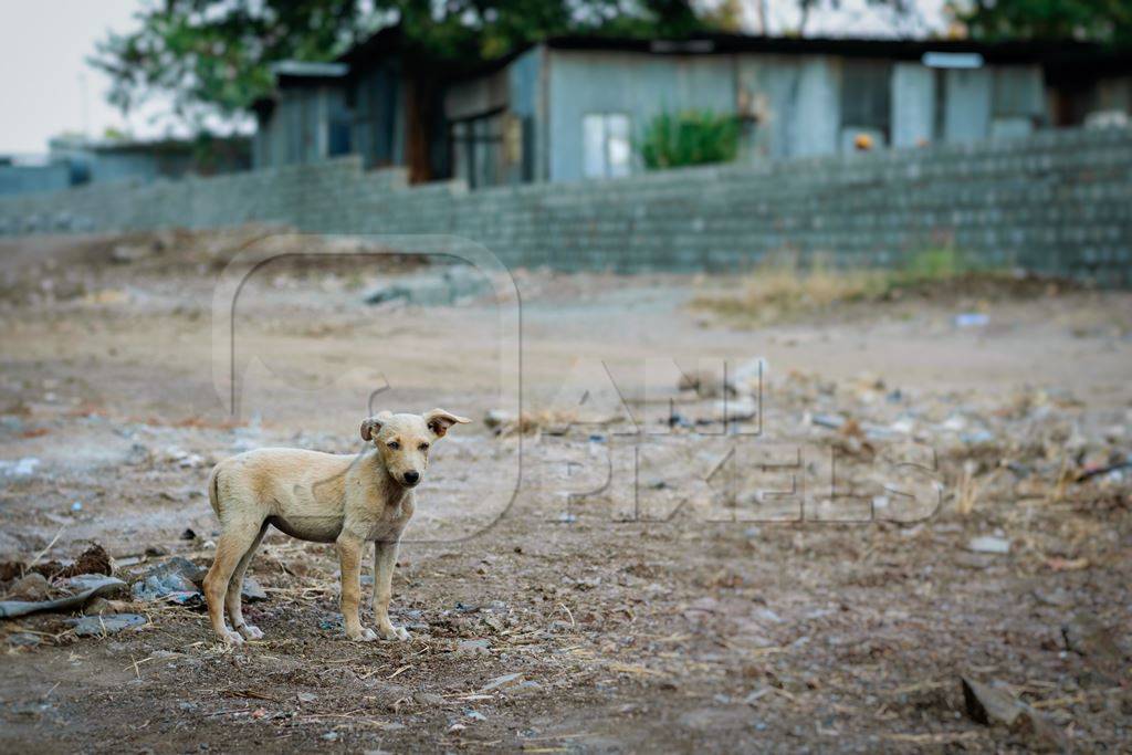 One small street puppy alone on wasteground in the city