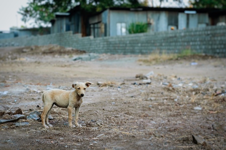 One small street puppy alone on wasteground in the city