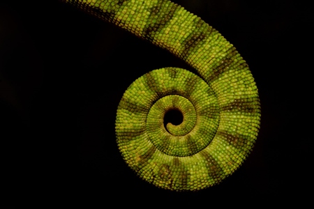 Coiled tail of green chameleon