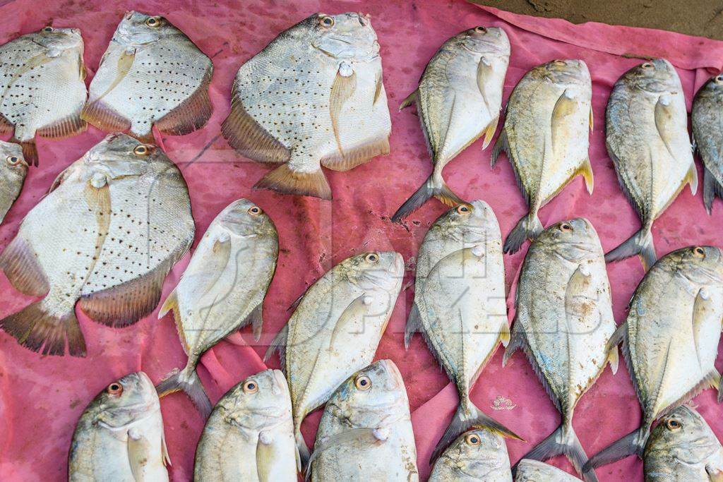 Rows of dead Indian fish on sale at Malvan fish market on beach in Malvan, Maharashtra, India, 2022