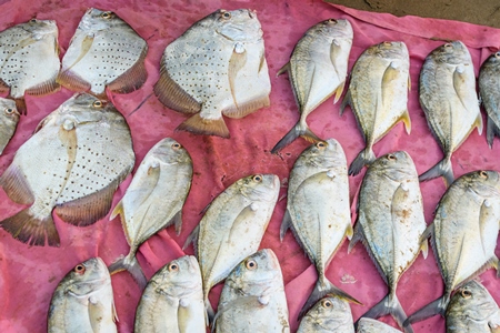 Rows of dead Indian fish on sale at Malvan fish market on beach in Malvan, Maharashtra, India, 2022