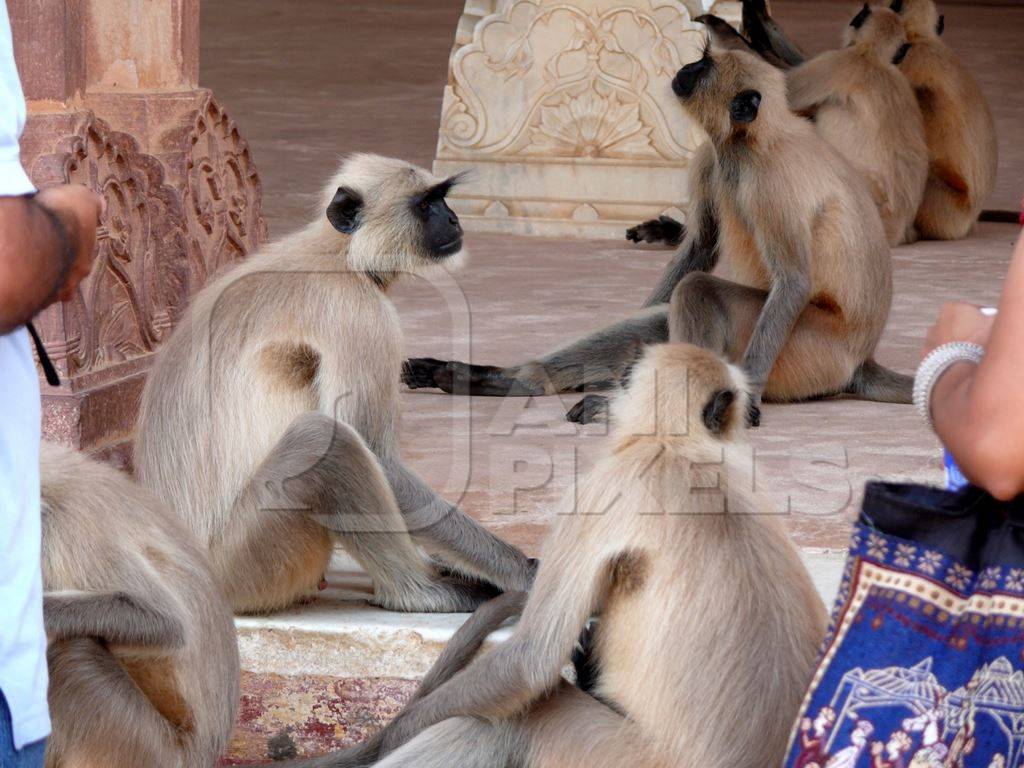 Grey langurs sitting with people watching