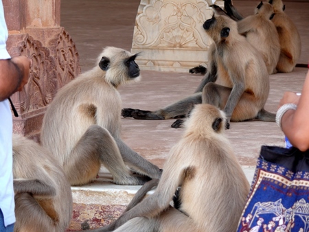 Grey langurs sitting with people watching