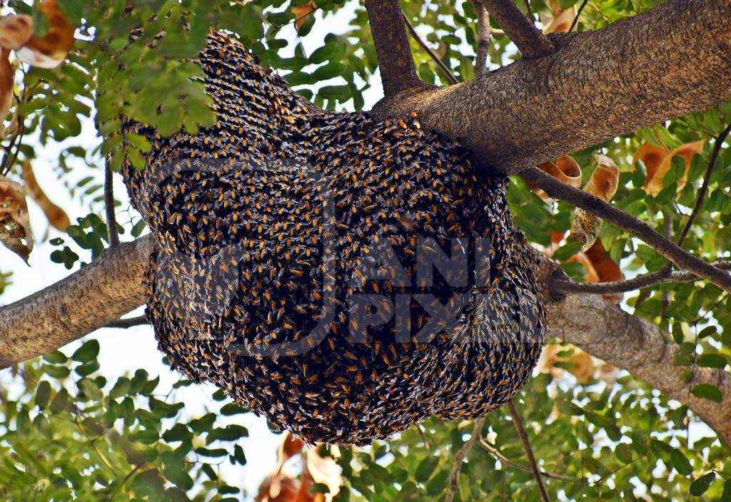 Large bees nest hanging from tree