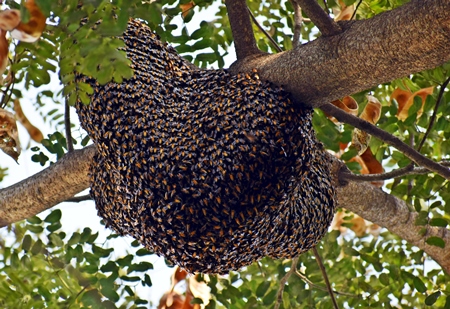 Large bees nest hanging from tree