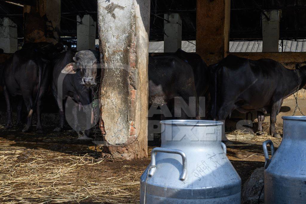 Indian buffalo looking at milk cans or pails in a concrete shed on an urban dairy farm or tabela, Aarey milk colony, Mumbai, India, 2023