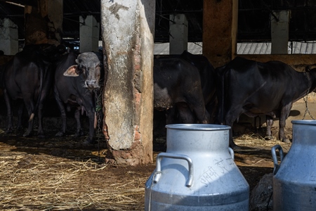 Indian buffalo looking at milk cans or pails in a concrete shed on an urban dairy farm or tabela, Aarey milk colony, Mumbai, India, 2023