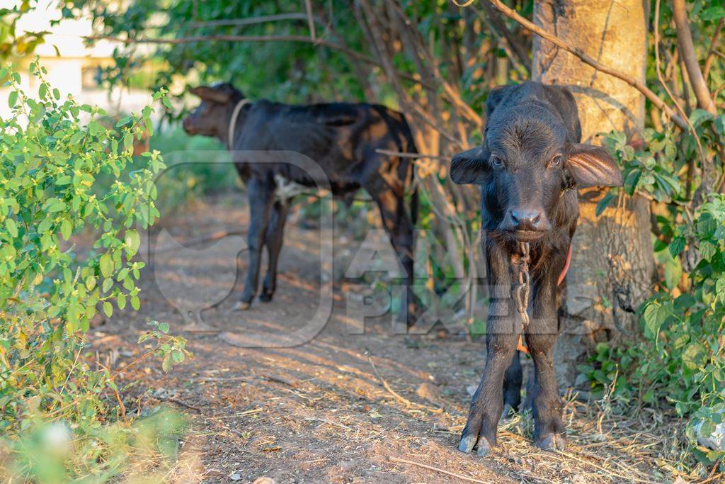 Small baby Indian buffalo calf tied up in an urban dairy on the outskirts of a city, India