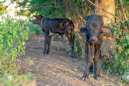 Small baby Indian buffalo calf tied up in an urban dairy on the outskirts of a city, India