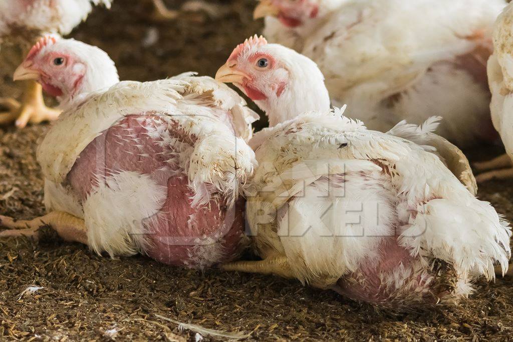 White broiler chickens raised for meat on a large poultry broiler farm in Maharashtra in India