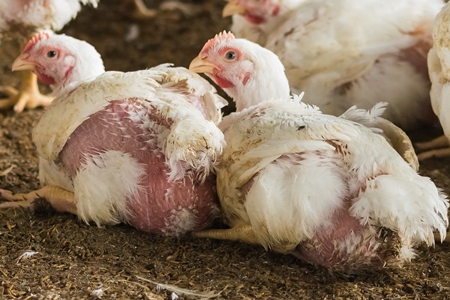 White broiler chickens raised for meat on a large poultry broiler farm in Maharashtra in India