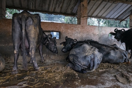 Farmed Indian buffaloes on an urban dairy farm or tabela, Aarey milk colony, Mumbai, India, 2023