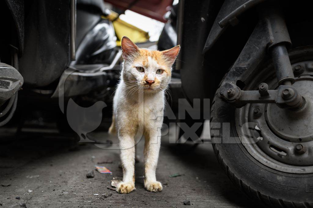 Indian stray cat or street cat, in lane in the city of Pune, Maharashtra, India, 2023