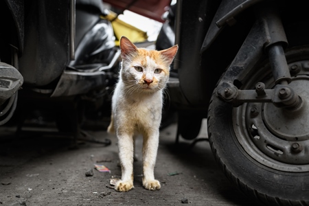 Indian stray cat or street cat, in lane in the city of Pune, Maharashtra, India, 2023