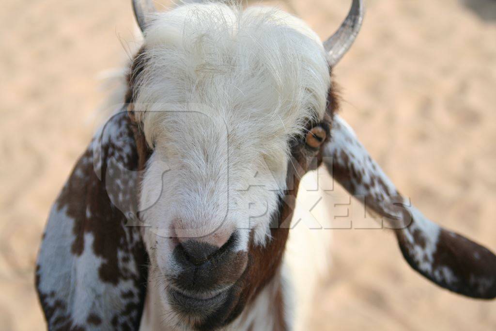 Face of brown and white goat close up