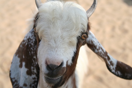 Face of brown and white goat close up