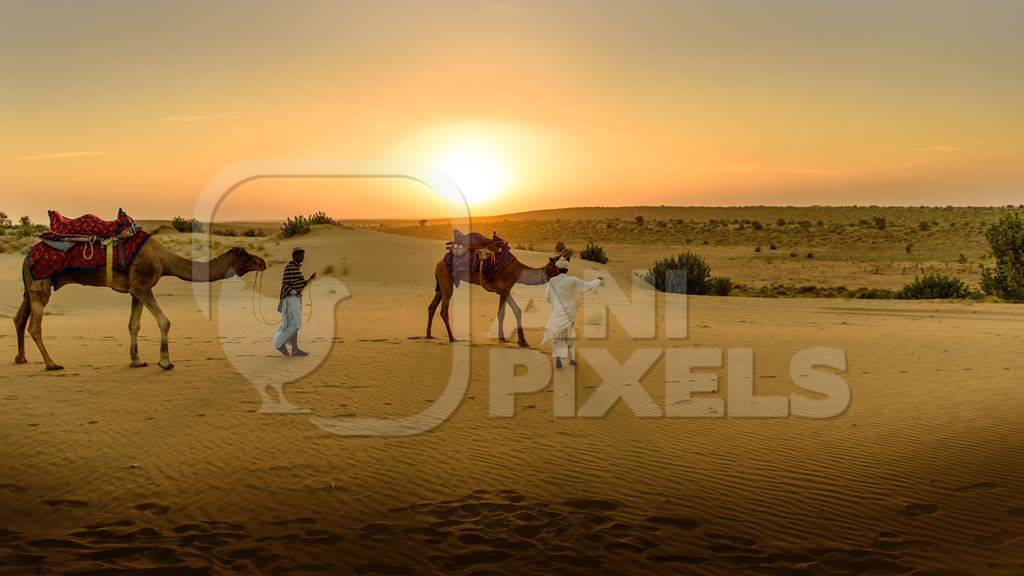 Camel used for tourist rides in the desert in Rajasthan with sunset