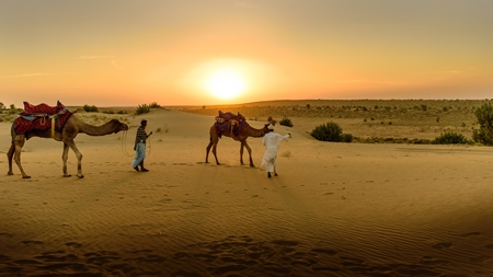 Camel used for tourist rides in the desert in Rajasthan with sunset