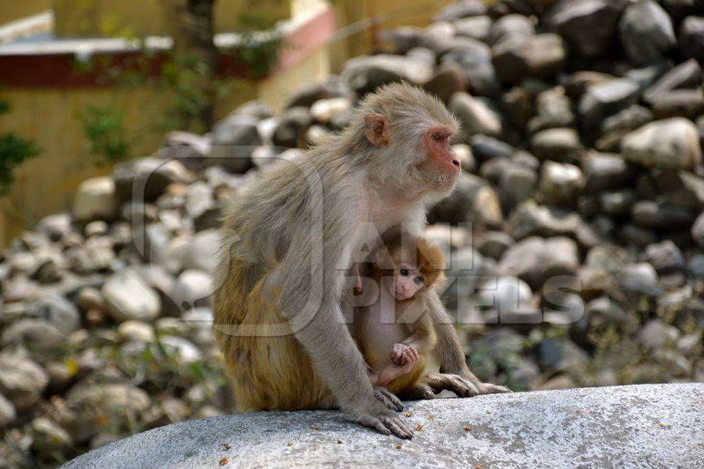 Indian mother and baby macaque monkeys in a city in India