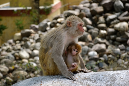 Indian mother and baby macaque monkeys in a city in India