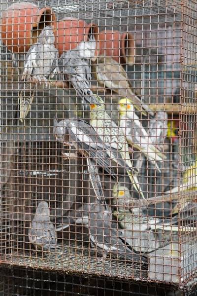 Yellow and grey cockatiel birds in cage on sale at Crawford pet market
