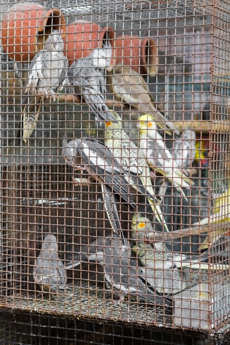 Yellow and grey cockatiel birds in cage on sale at Crawford pet market