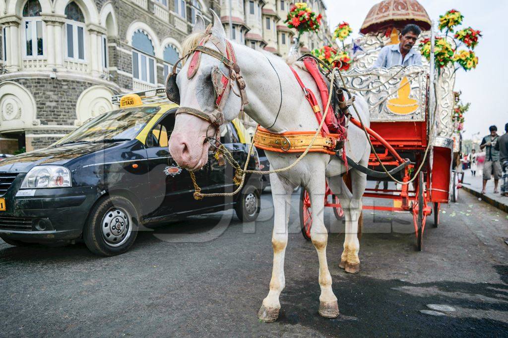 White horse with silver carriage used for carriage rides in Mumbai