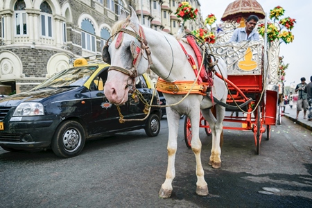 White horse with silver carriage used for carriage rides in Mumbai